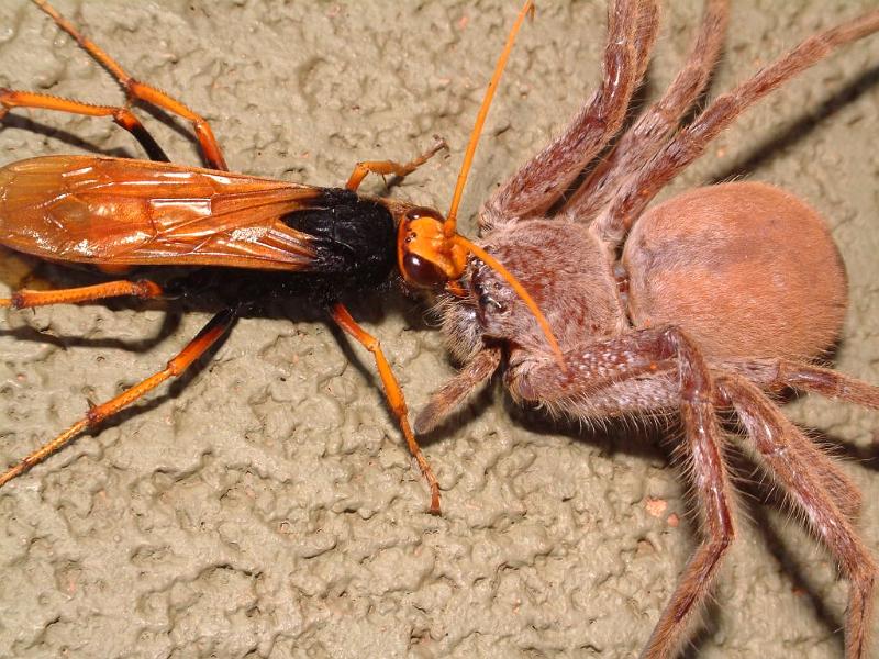 Heteropoda_ZZXYX_D3947_Z_88_Alice Springs_Australie.jpg